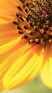 Preview wallpaper sunflower, petals, background, bright, light