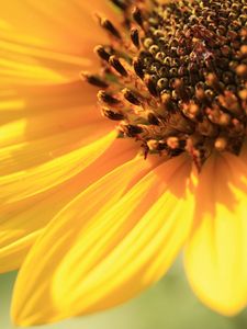 Preview wallpaper sunflower, petals, background, bright, light