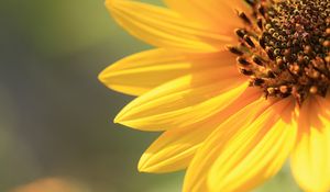 Preview wallpaper sunflower, petals, background, bright, light