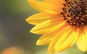 Preview wallpaper sunflower, petals, background, bright, light