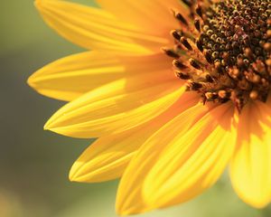 Preview wallpaper sunflower, petals, background, bright, light