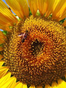 Preview wallpaper sunflower, petals, bee, pollination