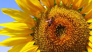 Preview wallpaper sunflower, petals, bee, pollination