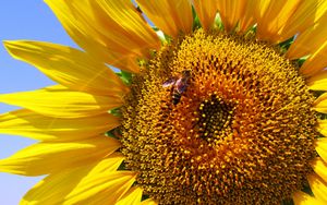 Preview wallpaper sunflower, petals, bee, pollination