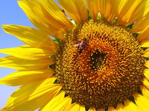 Preview wallpaper sunflower, petals, bee, pollination