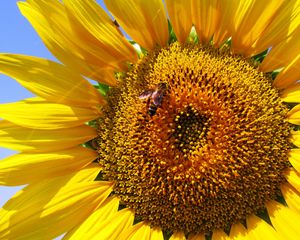 Preview wallpaper sunflower, petals, bee, pollination