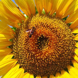 Preview wallpaper sunflower, petals, bee, pollination