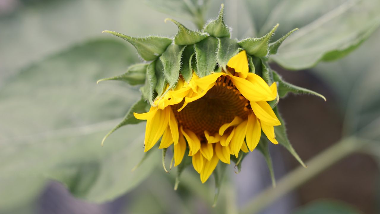 Wallpaper sunflower, petals, bud, blur