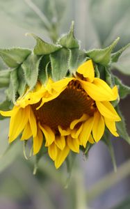 Preview wallpaper sunflower, petals, bud, blur