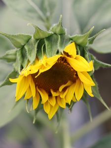 Preview wallpaper sunflower, petals, bud, blur