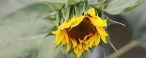 Preview wallpaper sunflower, petals, bud, blur