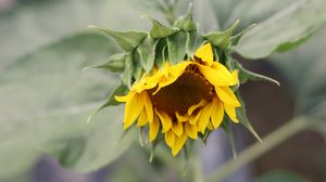 Preview wallpaper sunflower, petals, bud, blur
