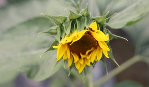 Preview wallpaper sunflower, petals, bud, blur