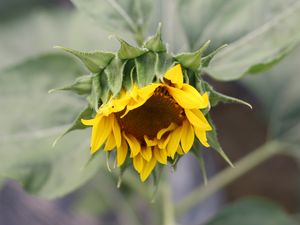 Preview wallpaper sunflower, petals, bud, blur