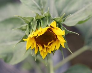 Preview wallpaper sunflower, petals, bud, blur