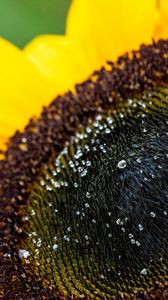 Preview wallpaper sunflower, petals, drops, macro