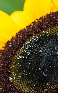 Preview wallpaper sunflower, petals, drops, macro