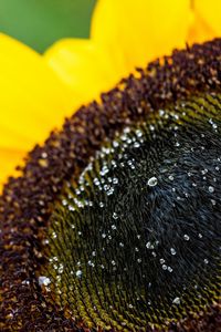 Preview wallpaper sunflower, petals, drops, macro