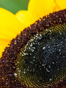 Preview wallpaper sunflower, petals, drops, macro