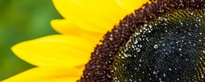 Preview wallpaper sunflower, petals, drops, macro
