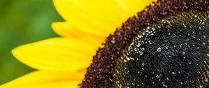 Preview wallpaper sunflower, petals, drops, macro