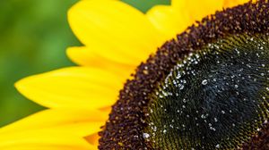 Preview wallpaper sunflower, petals, drops, macro