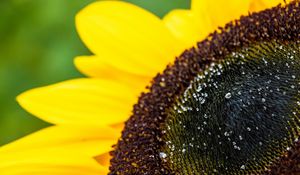 Preview wallpaper sunflower, petals, drops, macro