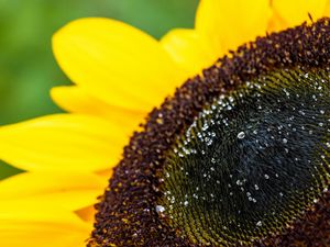 Preview wallpaper sunflower, petals, drops, macro