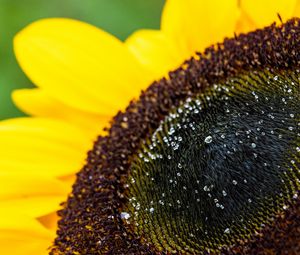 Preview wallpaper sunflower, petals, drops, macro