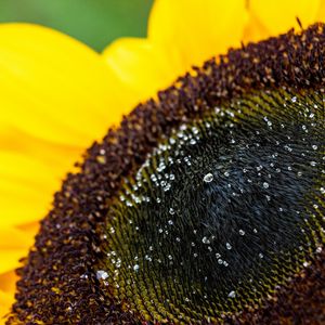 Preview wallpaper sunflower, petals, drops, macro