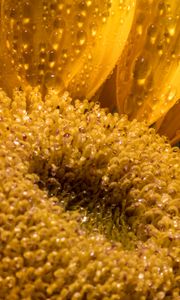 Preview wallpaper sunflower, petals, drops, macro, flower, yellow