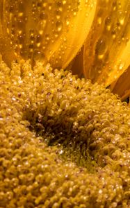 Preview wallpaper sunflower, petals, drops, macro, flower, yellow