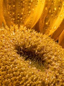 Preview wallpaper sunflower, petals, drops, macro, flower, yellow