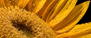 Preview wallpaper sunflower, petals, drops, macro, flower, yellow