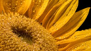 Preview wallpaper sunflower, petals, drops, macro, flower, yellow