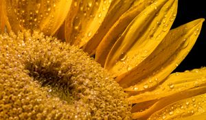 Preview wallpaper sunflower, petals, drops, macro, flower, yellow