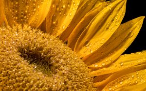 Preview wallpaper sunflower, petals, drops, macro, flower, yellow