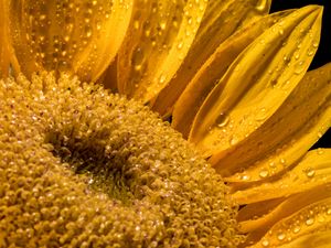 Preview wallpaper sunflower, petals, drops, macro, flower, yellow