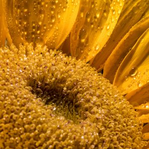 Preview wallpaper sunflower, petals, drops, macro, flower, yellow