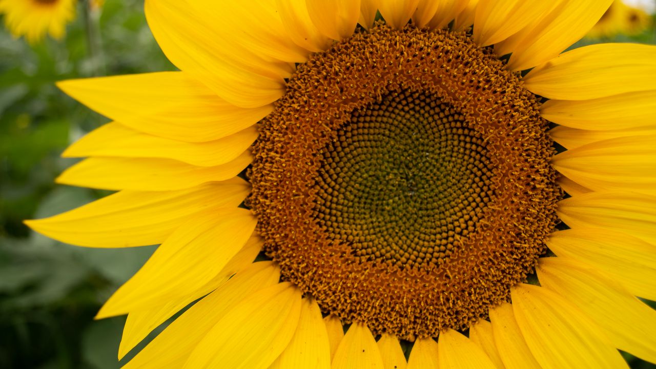 Wallpaper sunflower, petals, flower, yellow