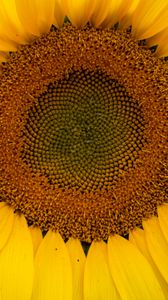 Preview wallpaper sunflower, petals, flower, yellow