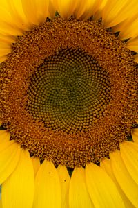 Preview wallpaper sunflower, petals, flower, yellow