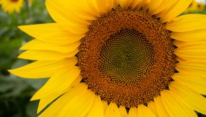 Preview wallpaper sunflower, petals, flower, yellow