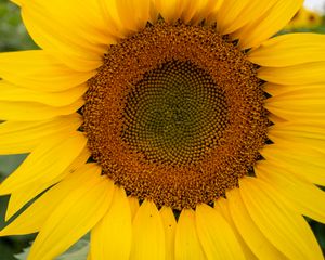 Preview wallpaper sunflower, petals, flower, yellow