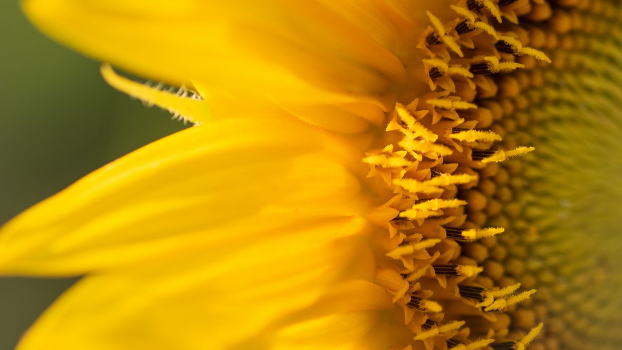 Wallpaper sunflower, petals, flower, yellow, macro