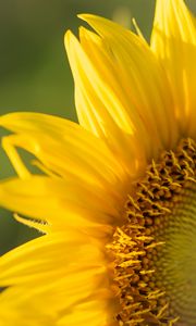 Preview wallpaper sunflower, petals, flower, yellow, macro