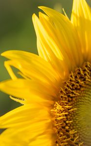 Preview wallpaper sunflower, petals, flower, yellow, macro