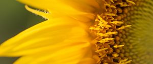 Preview wallpaper sunflower, petals, flower, yellow, macro