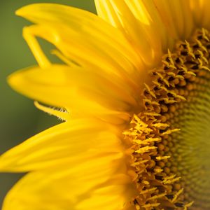 Preview wallpaper sunflower, petals, flower, yellow, macro