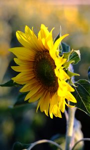 Preview wallpaper sunflower, petals, flower, yellow, summer